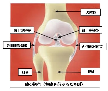 膝の靭帯図